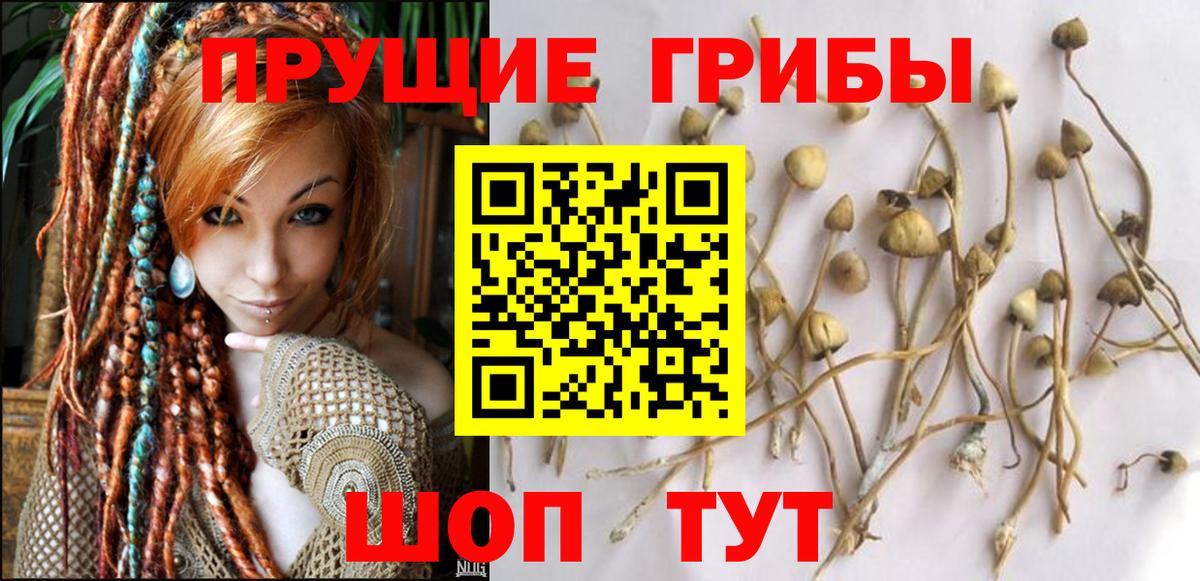Псилоцибиновые грибы GOLDEN TEACHER  Вход с VPN  Биробиджан 
